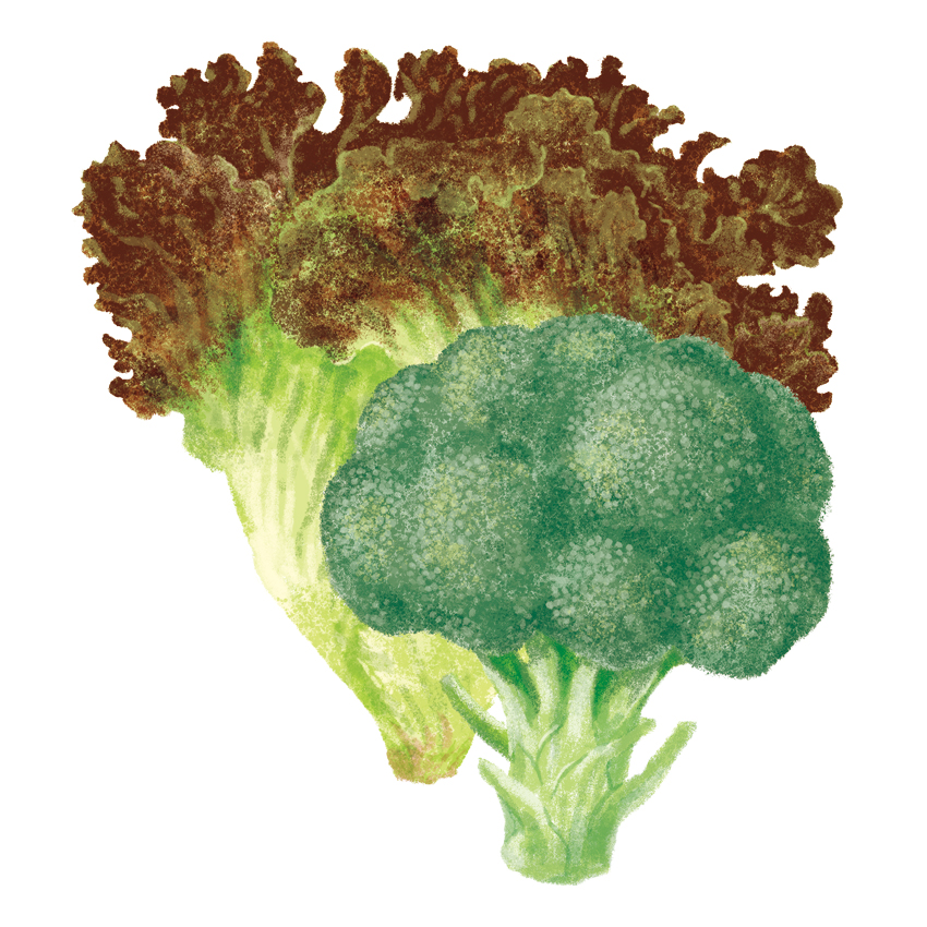 野菜たち_サニーレタスとブロッコリー