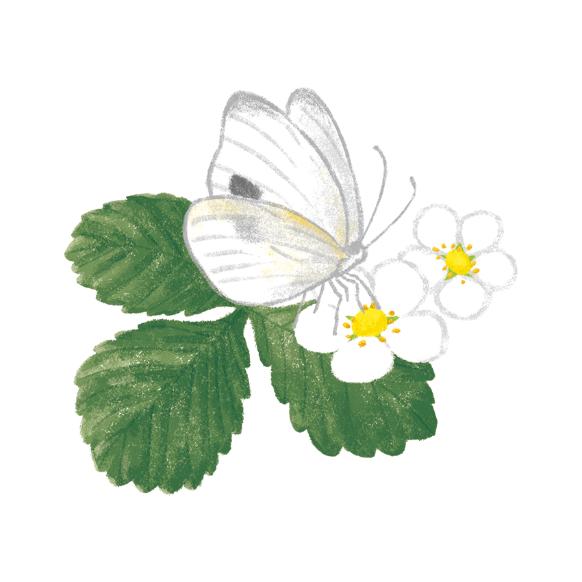 野菜たち_いちごの花と蝶